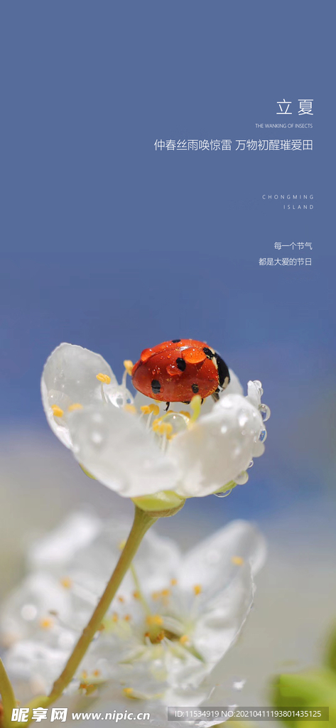 立夏节气海报