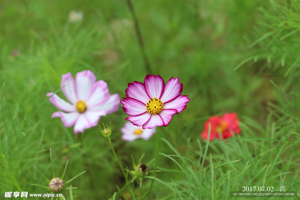 波斯菊