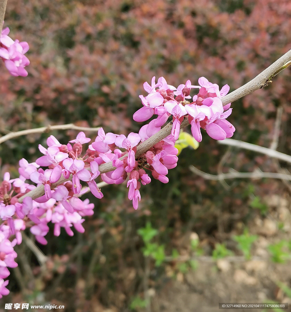 紫荆花
