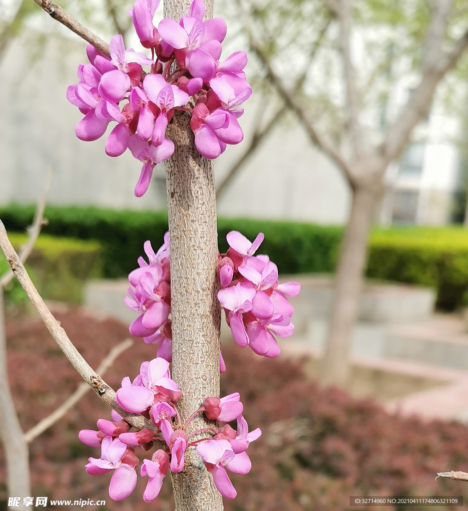 紫荆花