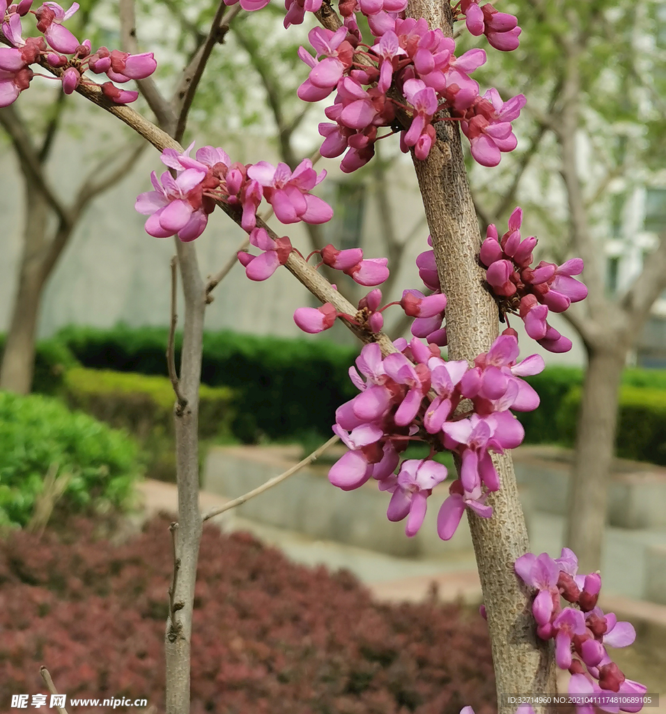 紫荆花