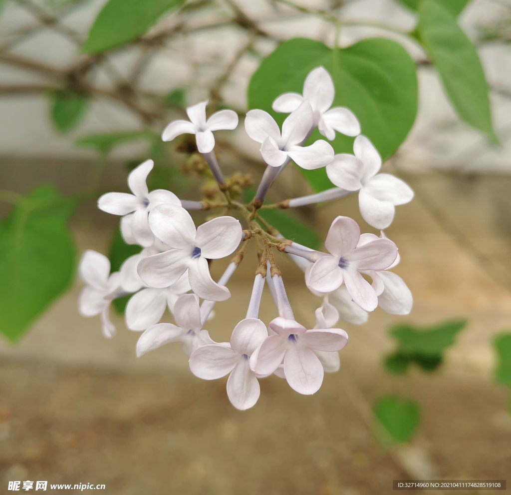 白丁香
