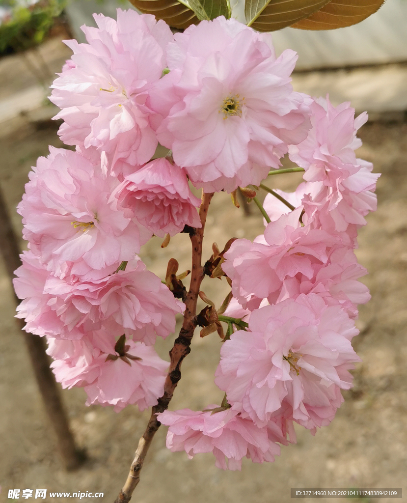 一丛樱花
