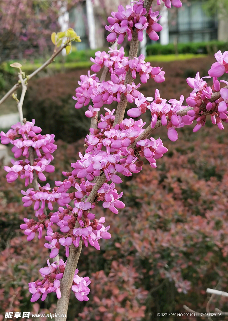 紫荆花