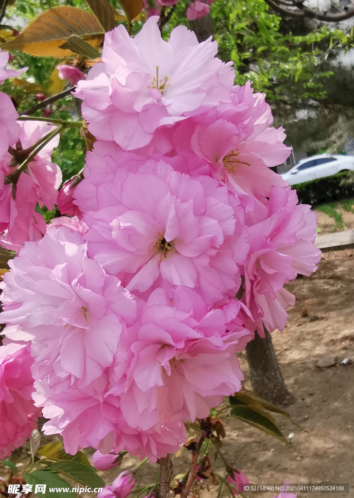 一丛樱花