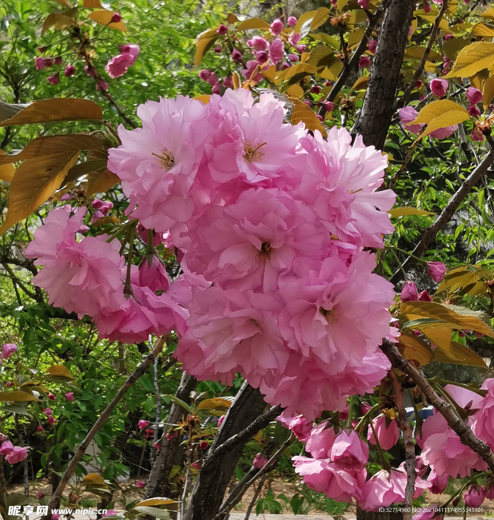 一丛樱花
