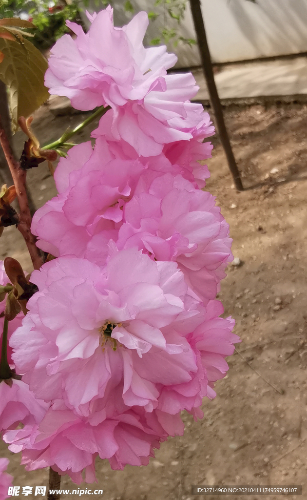 一丛樱花