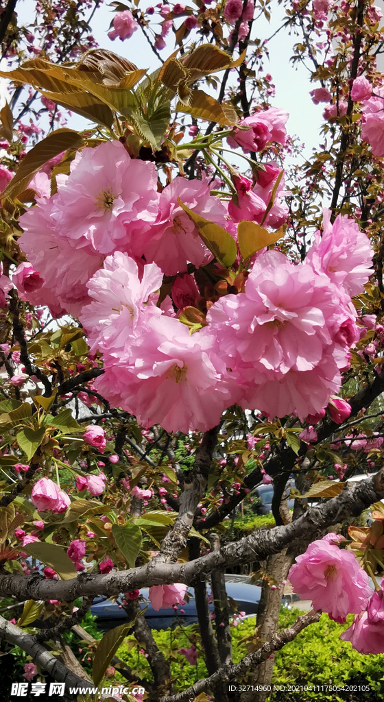 樱花