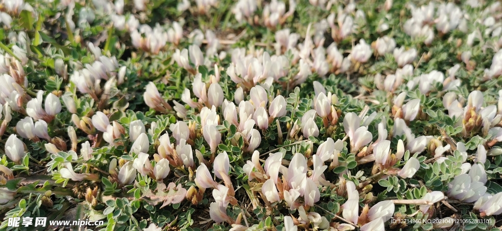小花丛