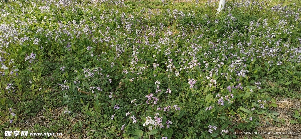 二月兰花丛