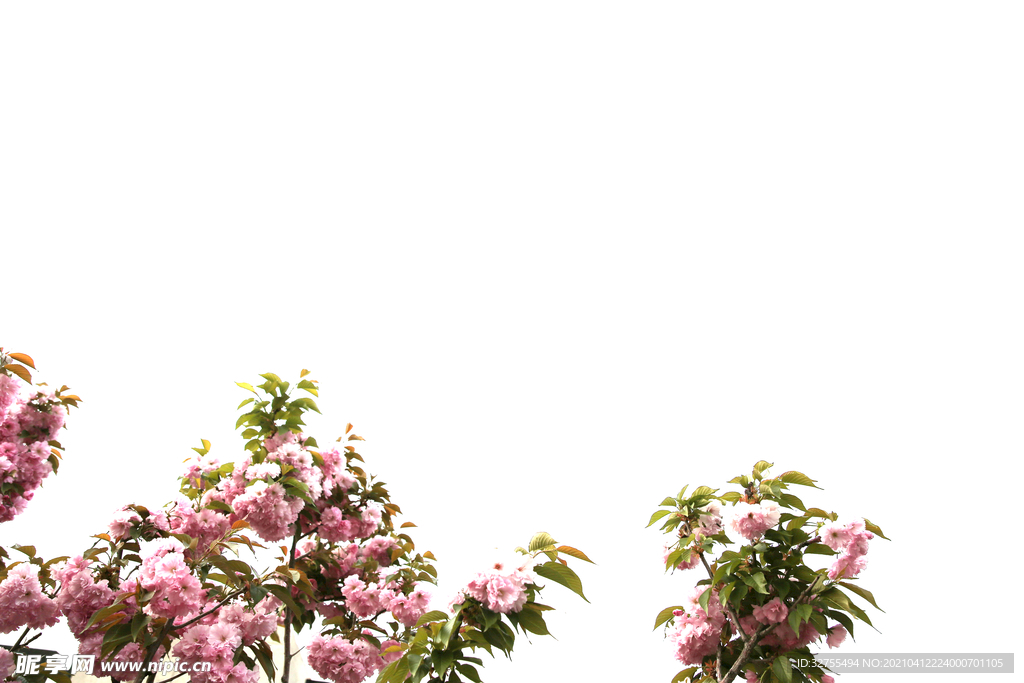 春天 花