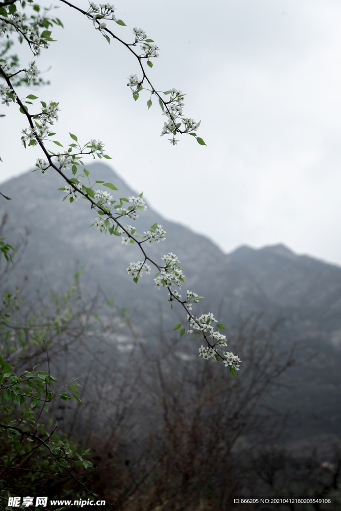 杜梨花