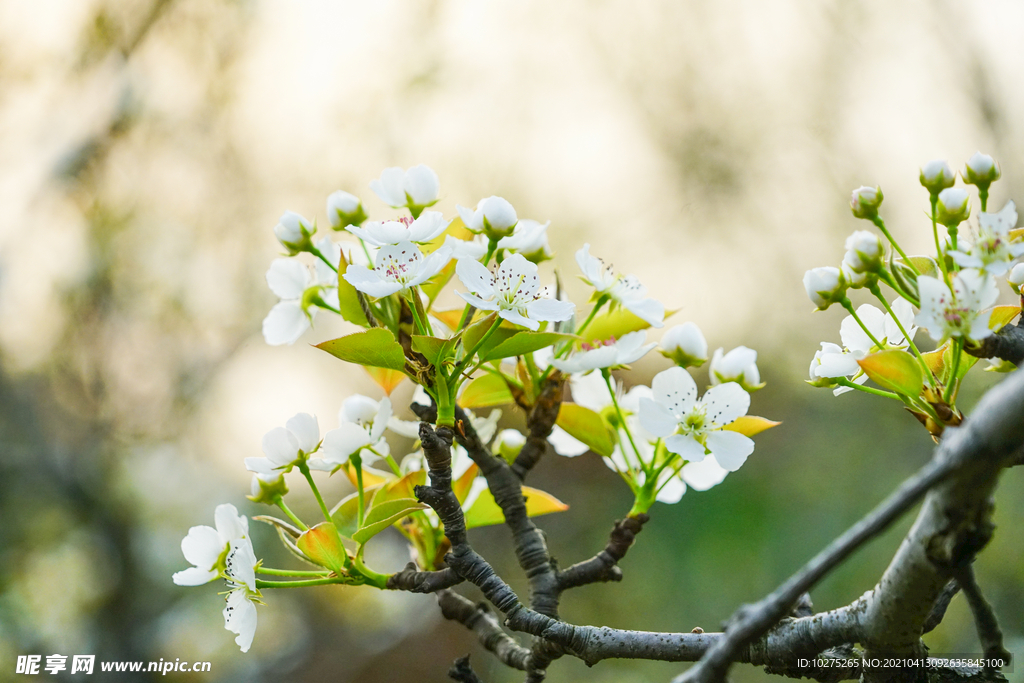 梨花绽放