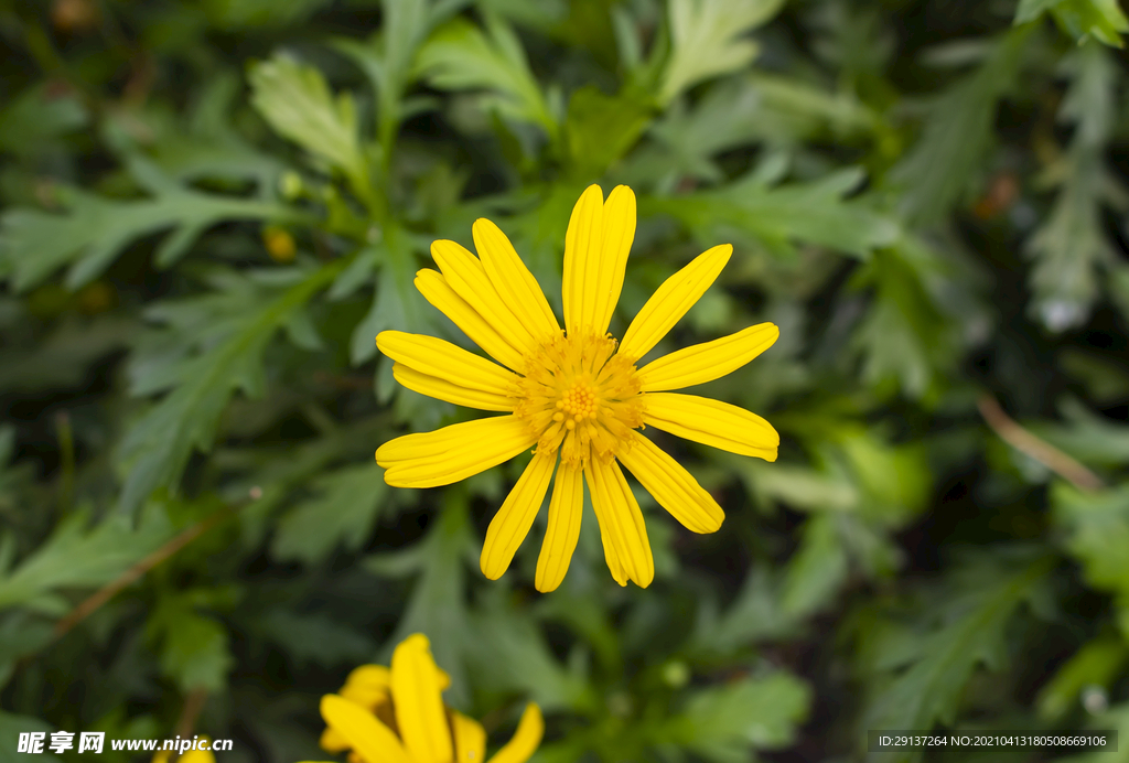小菊花