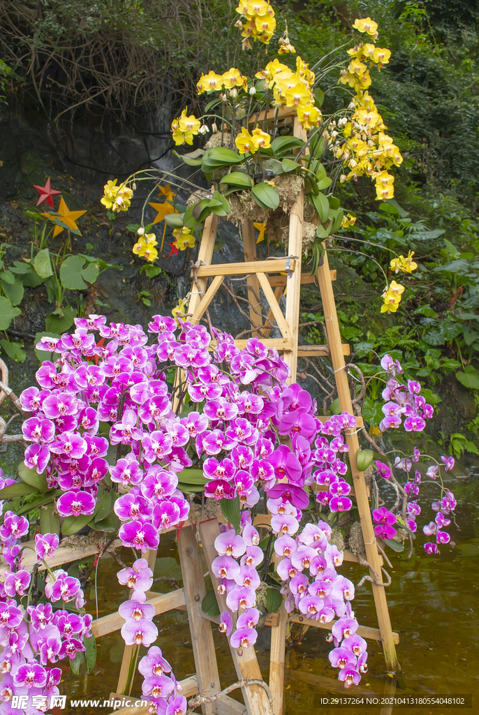 粉色兰花