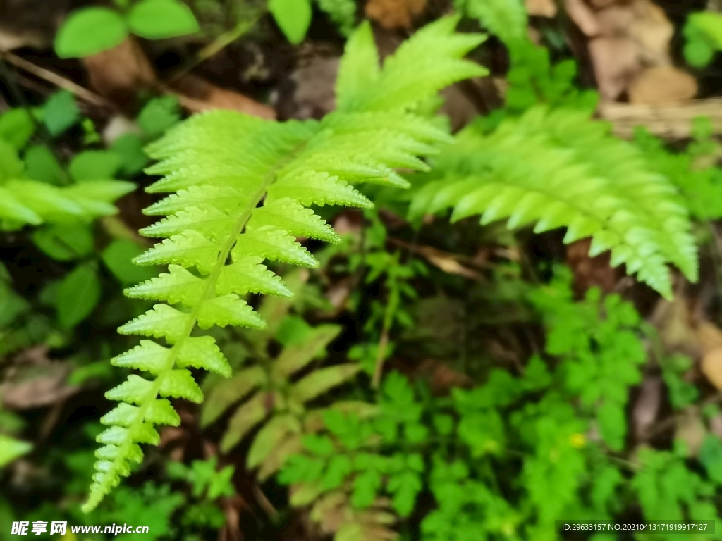 绿色 养眼 蕨类植物