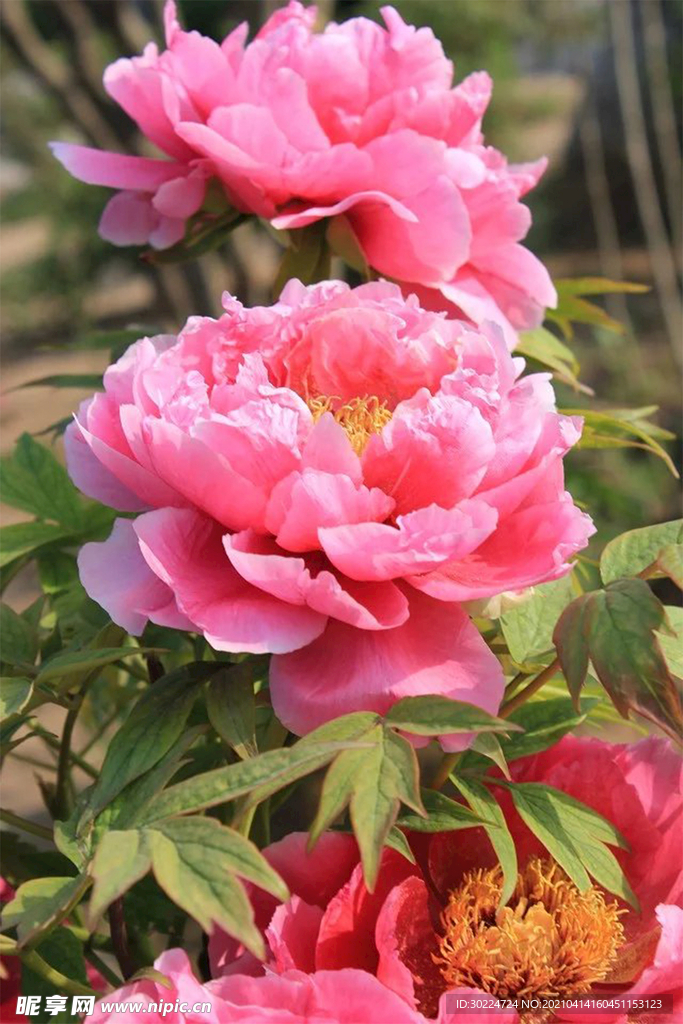 牡丹花