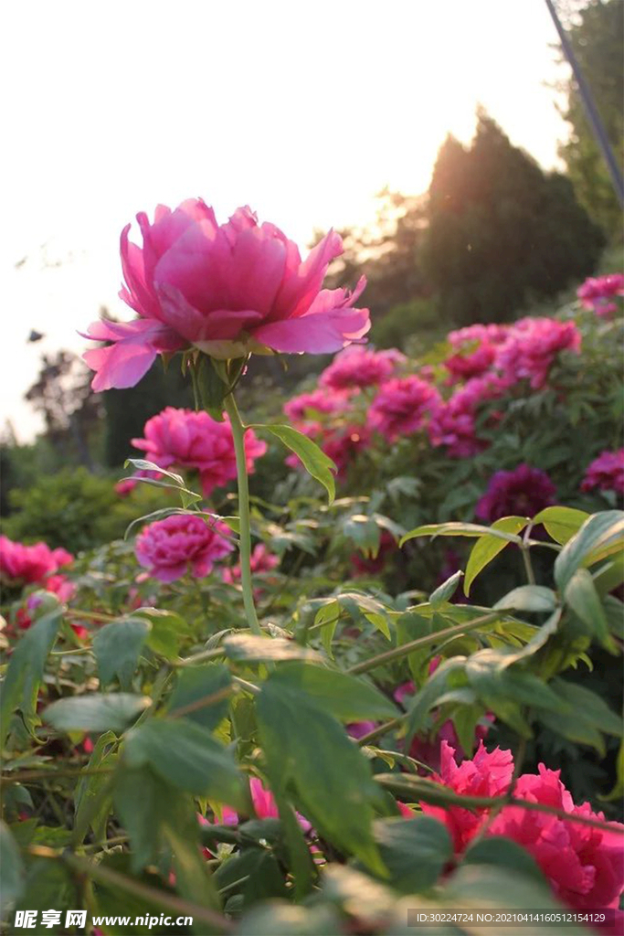 牡丹花
