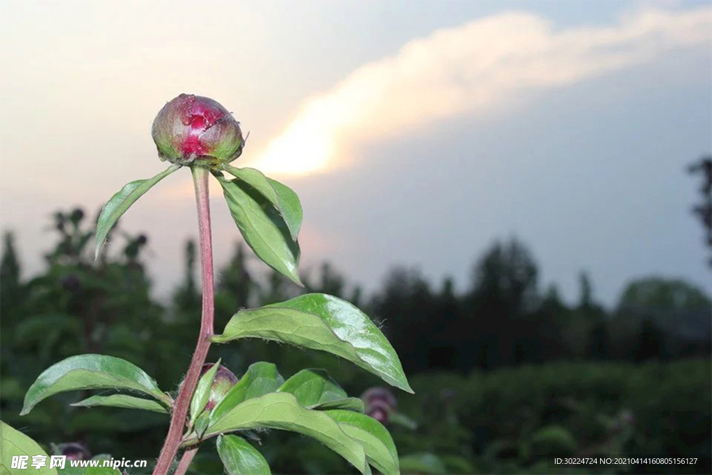 牡丹花