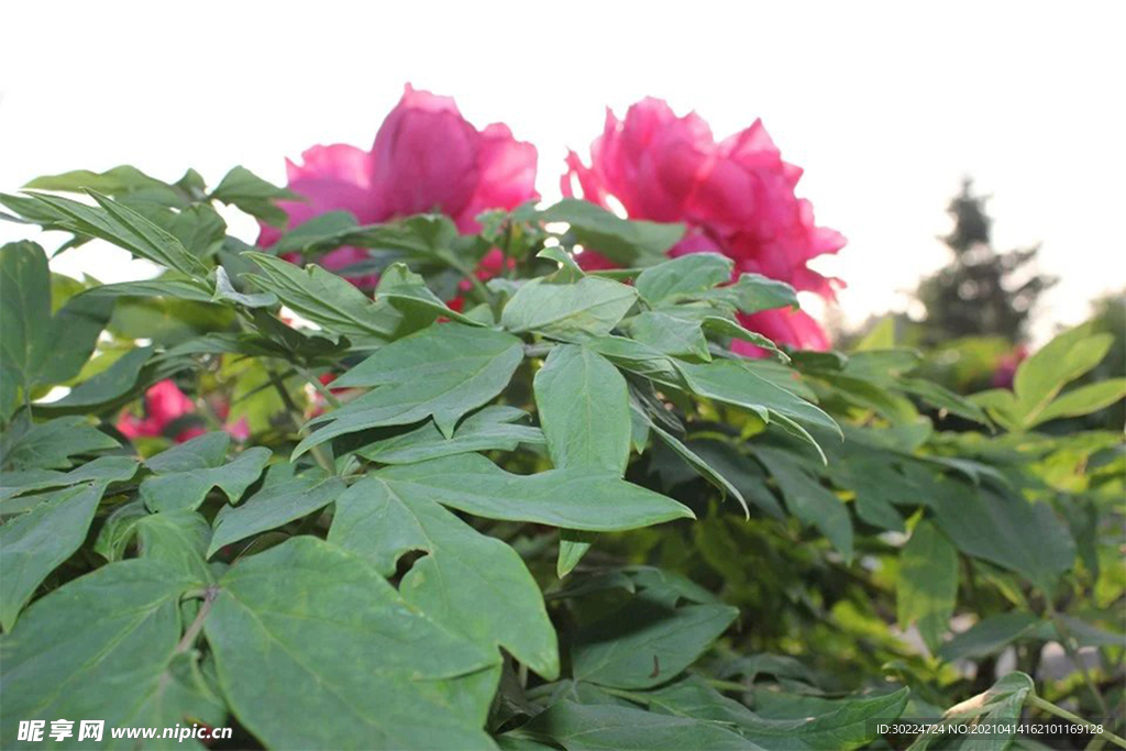 花