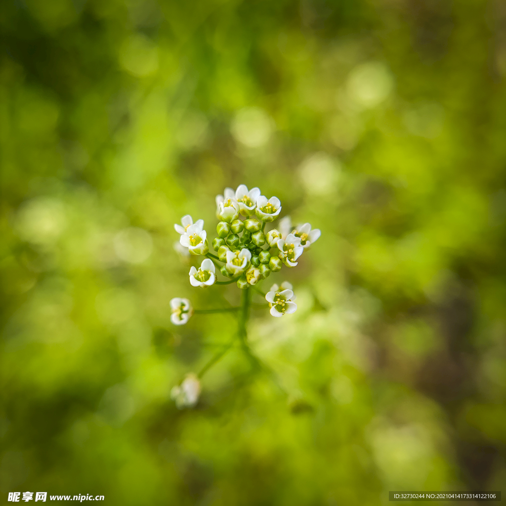 漂亮的花花