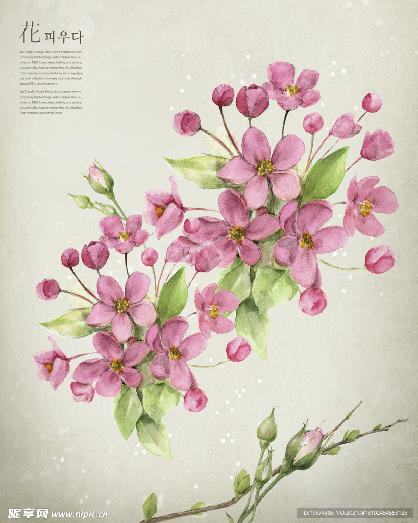 婚纱写真浪漫鲜花主题背景模板