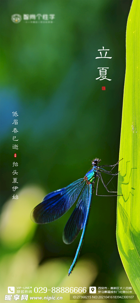 二十四节气海报 立夏海报