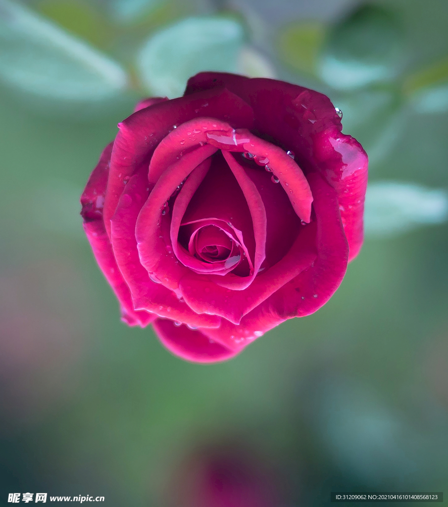 玫瑰花