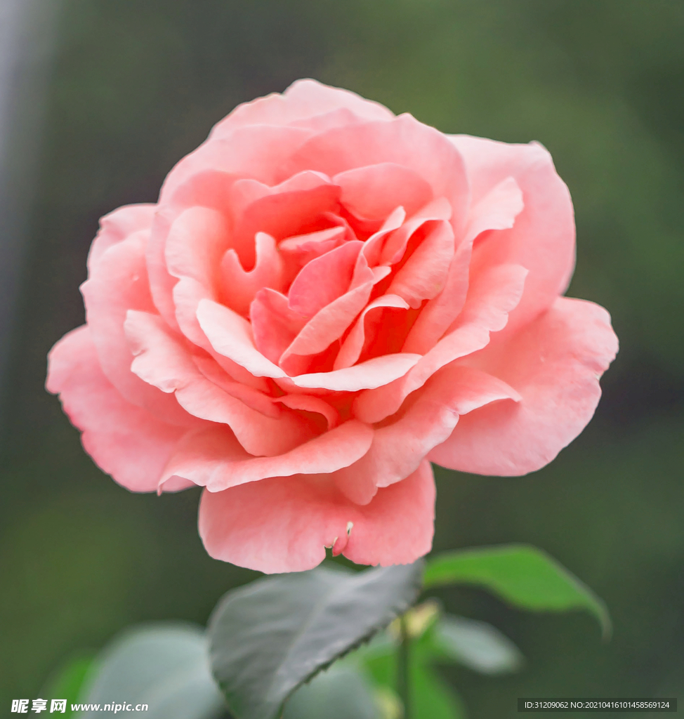 玫瑰花