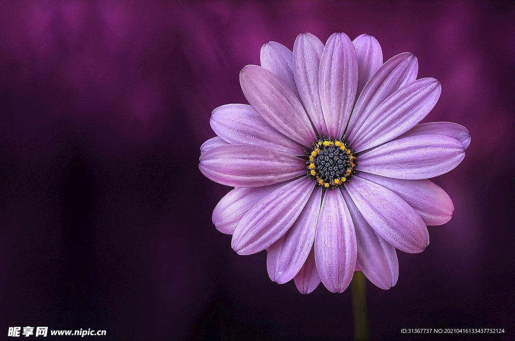 单花
