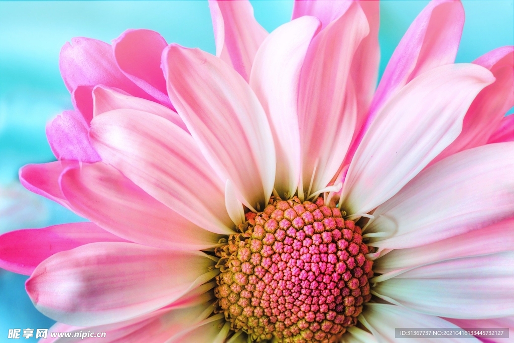 雏菊