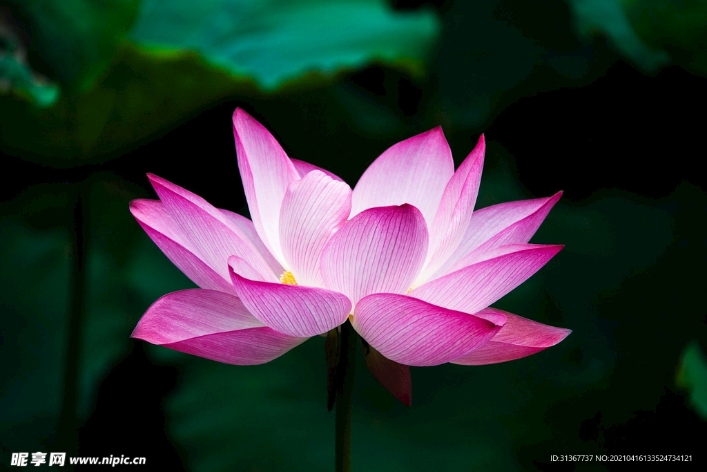 莲花