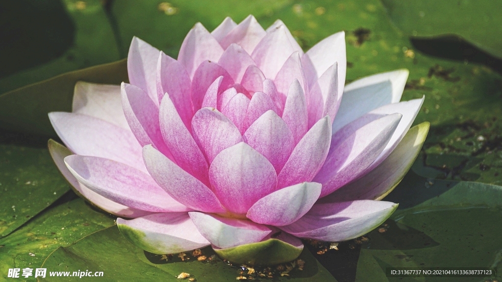 睡莲