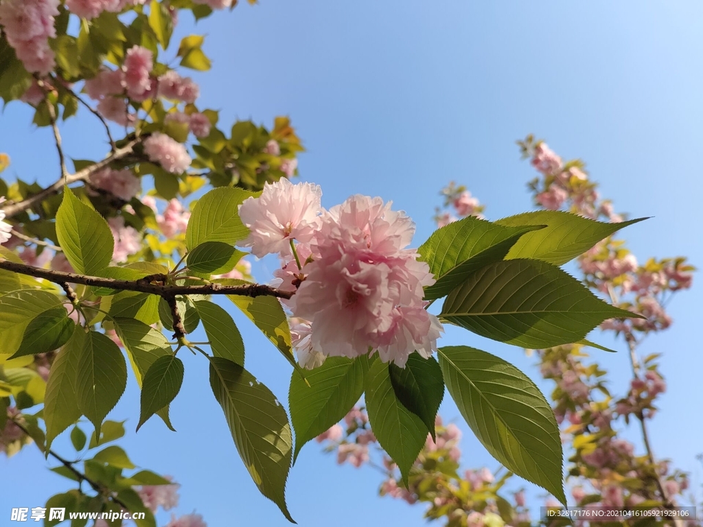 樱花