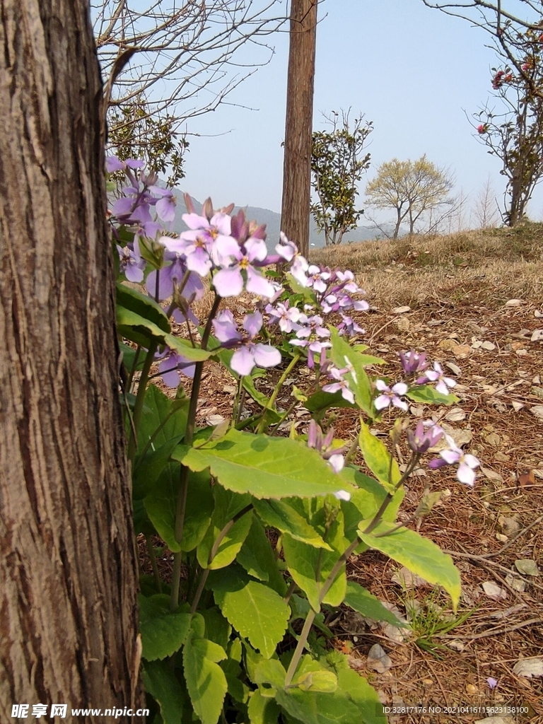 诸葛菜