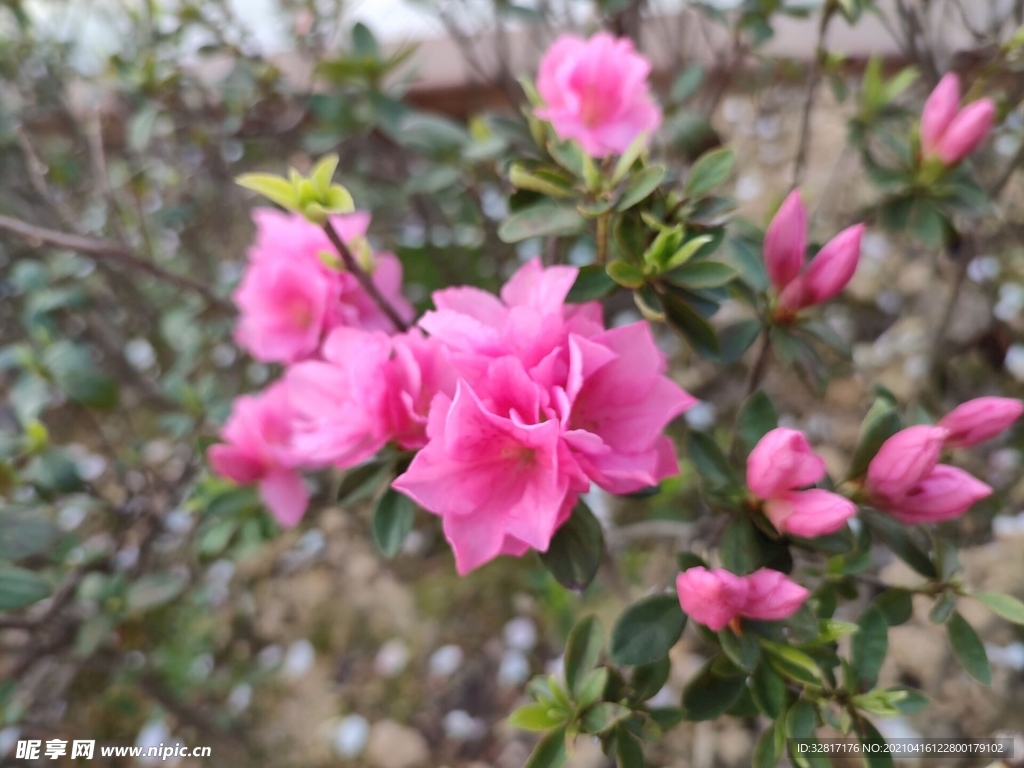 杜鹃花