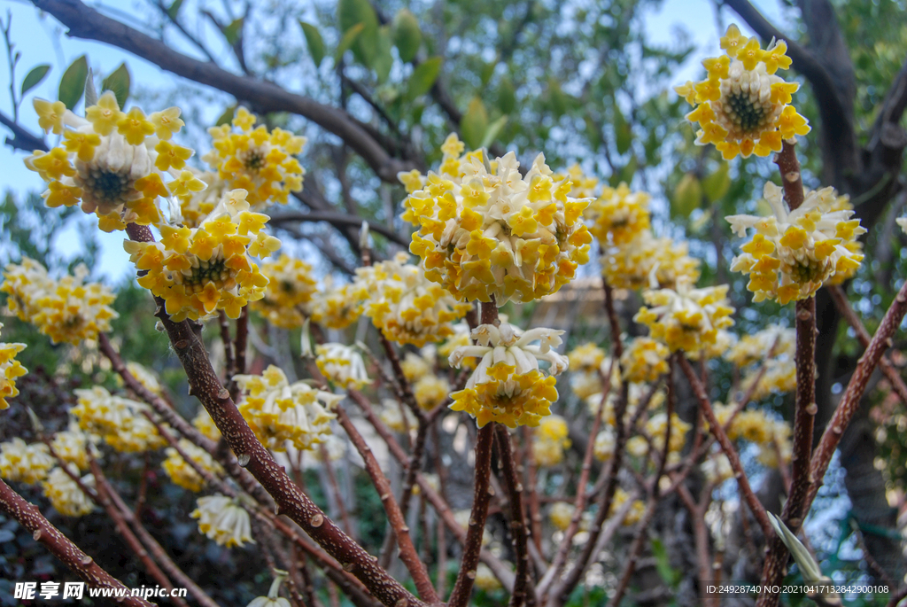结香花