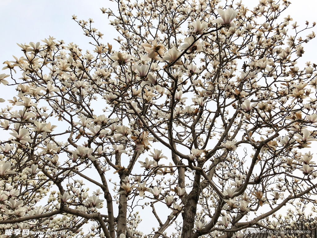 玉兰花