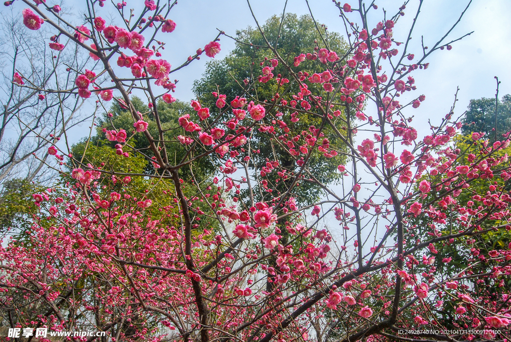 梅花