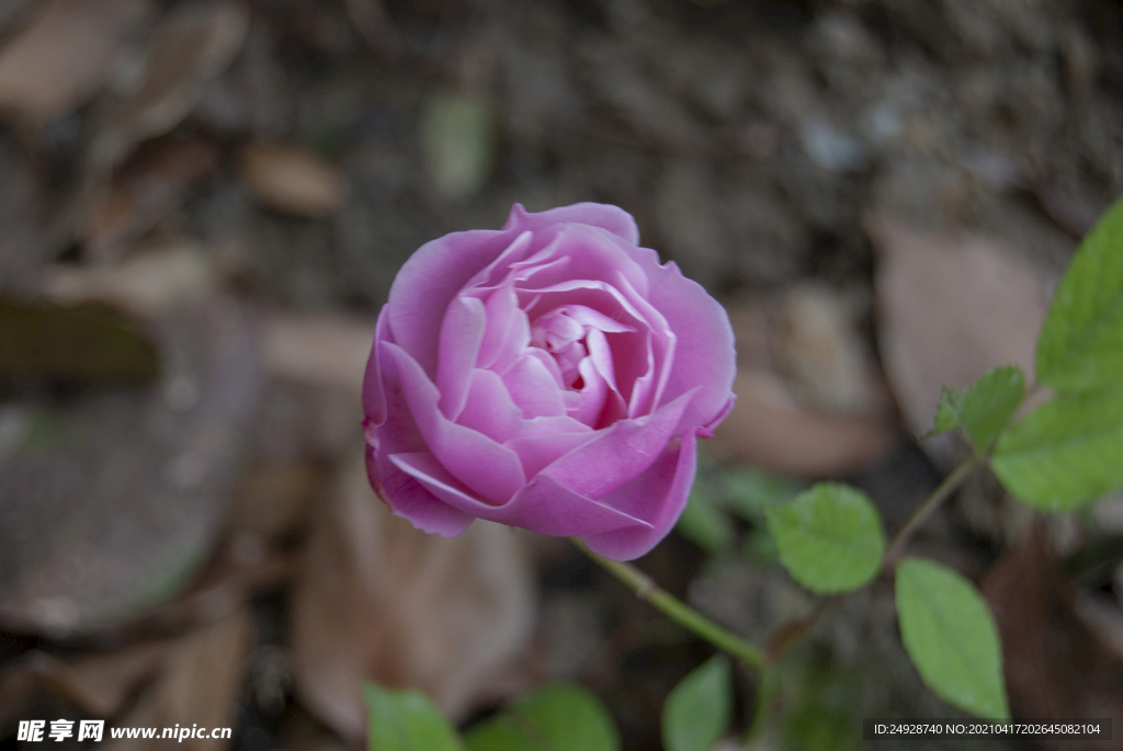 月季花