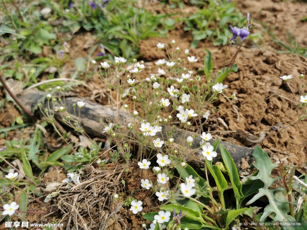 小花丛