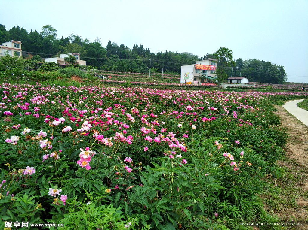 芍药