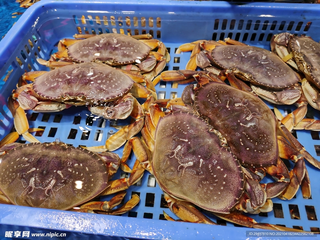面包蟹