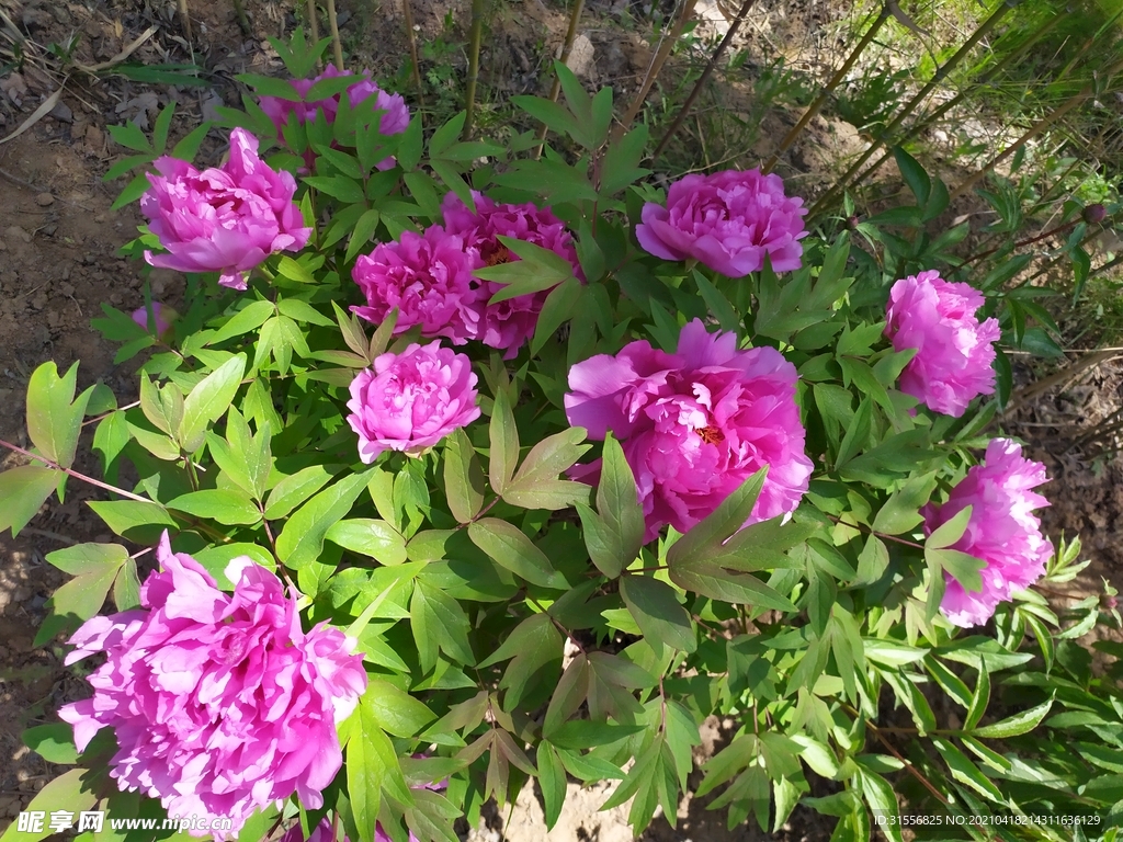 牡丹花丛