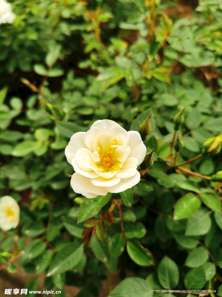 白茶花