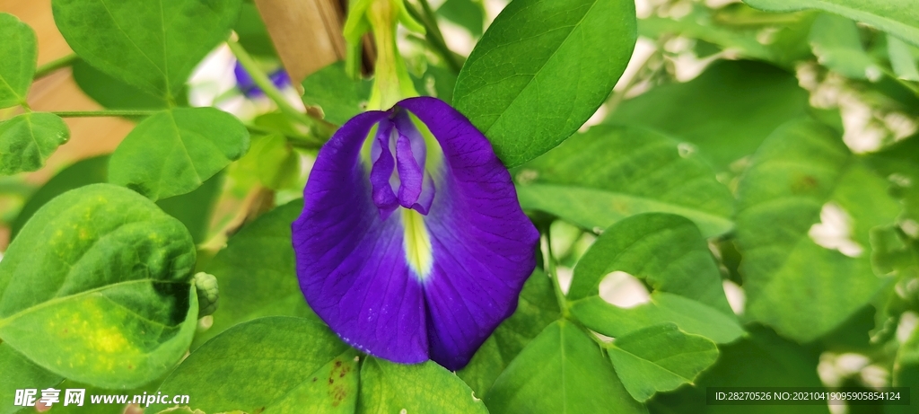 蝶豆花