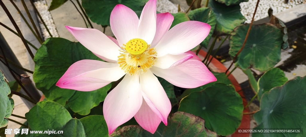 荷花