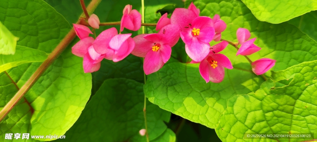 紫包藤花