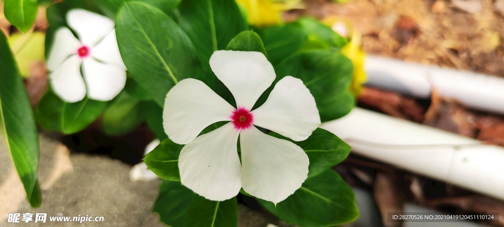 长春花