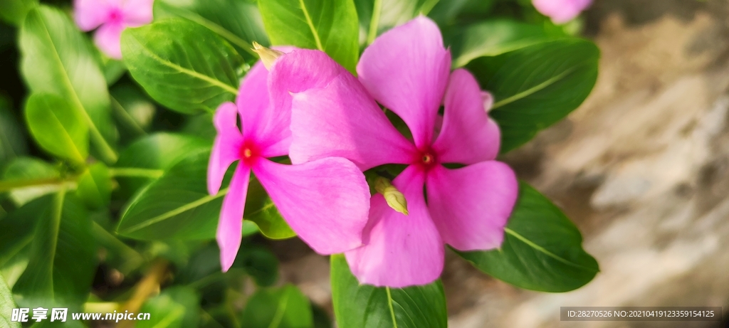 长春花